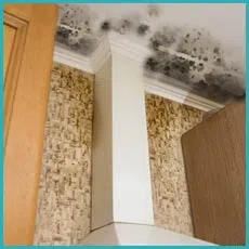 Delray Beach Water Damage Delray Beach, FL 561-330-5099 - sidebar-mold